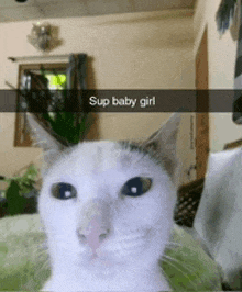 a white cat with a caption that says sup baby girl