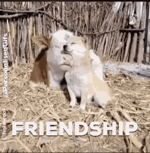 a cow and a puppy are hugging each other in a pile of hay with the word friendship above them