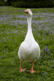 a white goose stands in a field of blue flowers