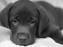 a black and white photo of a puppy laying down on a bed