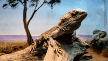 a lizard is sitting on a piece of wood