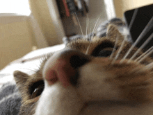 a close up of a cat 's nose looking at the camera