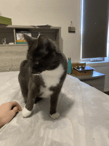 a gray and white cat is sitting on a bed with a person 's hand