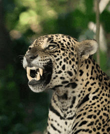 a close up of a leopard with its mouth wide open