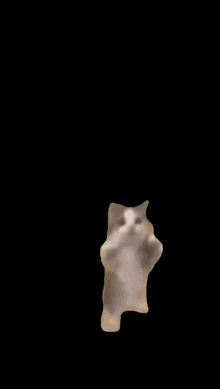 a cat is standing on its hind legs with its arms outstretched on a black background