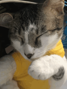 a cat is wearing a yellow shirt and sleeping