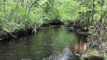 a river flowing through a forest with lots of trees