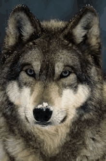 a close up of a wolf with snow on its nose .