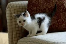 a black and white kitten sitting on a couch with visto en dogguie.com written on the bottom