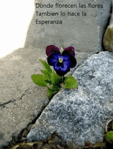 a purple flower is growing out of a crack in a rock