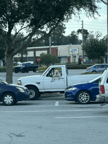 a white truck is parked in a parking lot with a dog sticking its head out the window