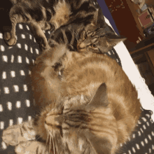 two cats are laying on top of each other on a black and white blanket