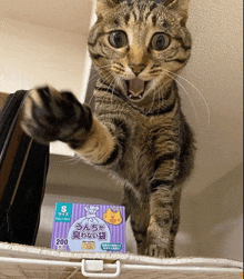 a cat standing next to a box of s bags