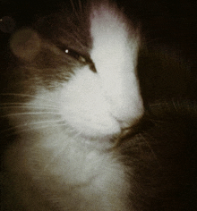 a close up of a cat 's face with a blurred background