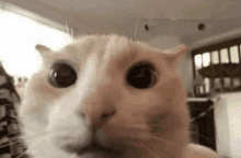 a close up of a cat looking at the camera with a surprised look on its face .