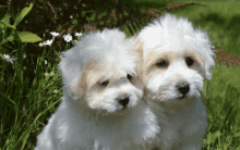 two fluffy white puppies sitting next to each other in the grass