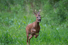 a brown deer with antlers is running through the grass