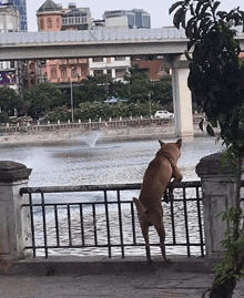 a dog is standing on its hind legs on a fence overlooking a river