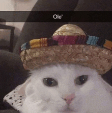 a white cat wearing a sombrero on its head is sitting on a couch .