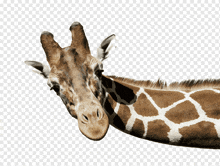 a close up of a giraffe 's head and neck on a white background