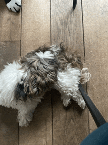 a small dog is laying on a wooden floor