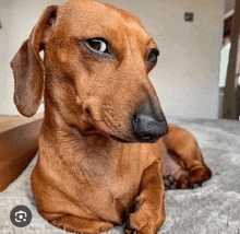 a close up of a dachshund laying on a blanket .