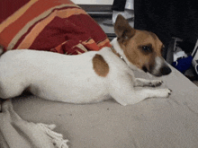 a small brown and white dog is laying down on a bed