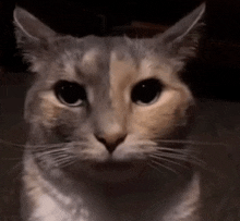 a close up of a cat 's face with a dark background