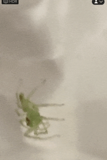 a small green bug is sitting on a white surface with hdr written on the bottom