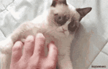 a grumpy cat laying on a bed being petted by a person 's hand .