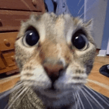 a close up of a cat 's face looking at the camera with a surprised look on its face .