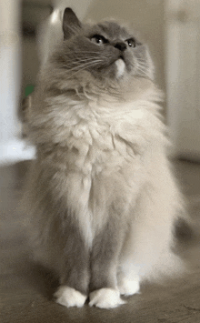 a fluffy gray and white cat looking up at the camera