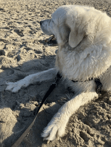 a white dog with a black leash laying in the sand