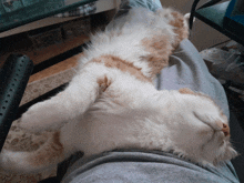 a white and orange cat laying on its back on someone 's lap