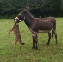 a donkey and a coyote are standing in the grass