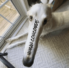 a dog with a sticker on its nose that says " unban concorde "