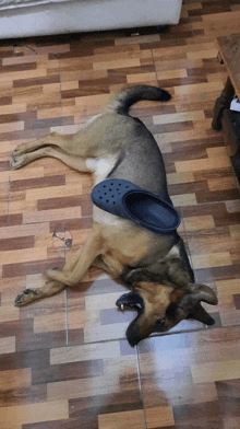 a dog laying on a tiled floor with a blue croc on its back