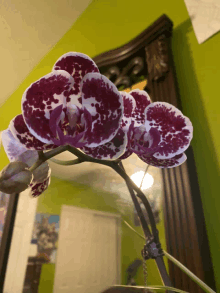 a close up of a purple and white orchid in front of a mirror