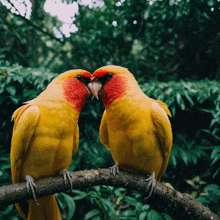 two yellow and red birds are sitting on a branch