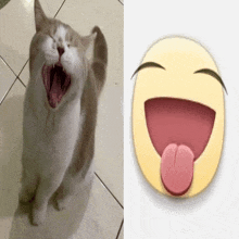 a picture of a cat with its mouth open next to a picture of a laughing face with its tongue sticking out