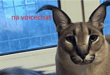 a close up of a cat with the words na voicechat written above it