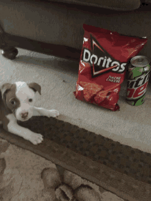 a dog laying next to a bag of doritos and a mountain dew can