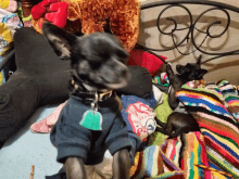 a small black dog wearing a black shirt with a tag that says ' i love you '