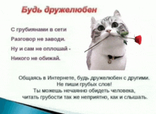 a cat is holding a red rose in its mouth with a poem in russian