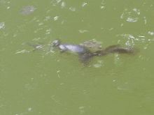 a turtle is swimming in a green pond