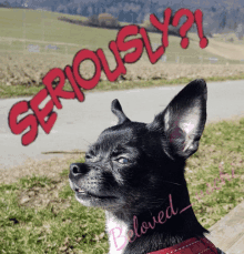 a picture of a chihuahua with the words seriously written in red