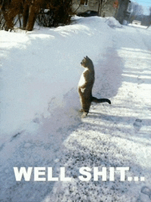 a cat standing on its hind legs on a snowy road with the words well shit below it