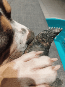 a close up of a dog 's nose and paws