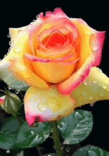 a close up of a yellow and red rose with water drops on it