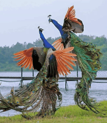 two peacocks with their wings outstretched in a field